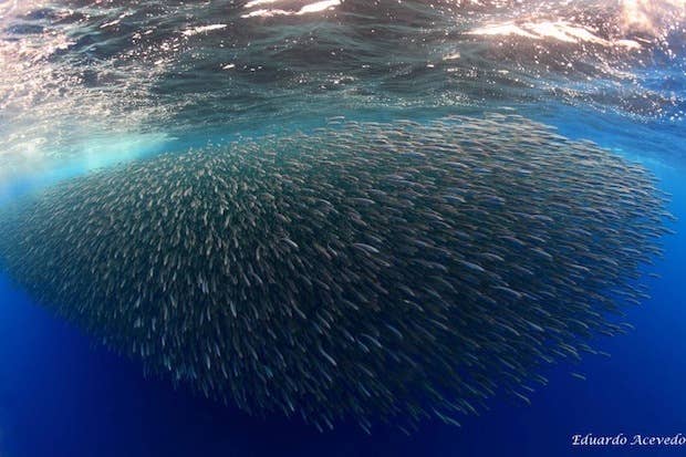 Birade Fish Alien-like creature is a feeding Bryde's whale - Men's Journal