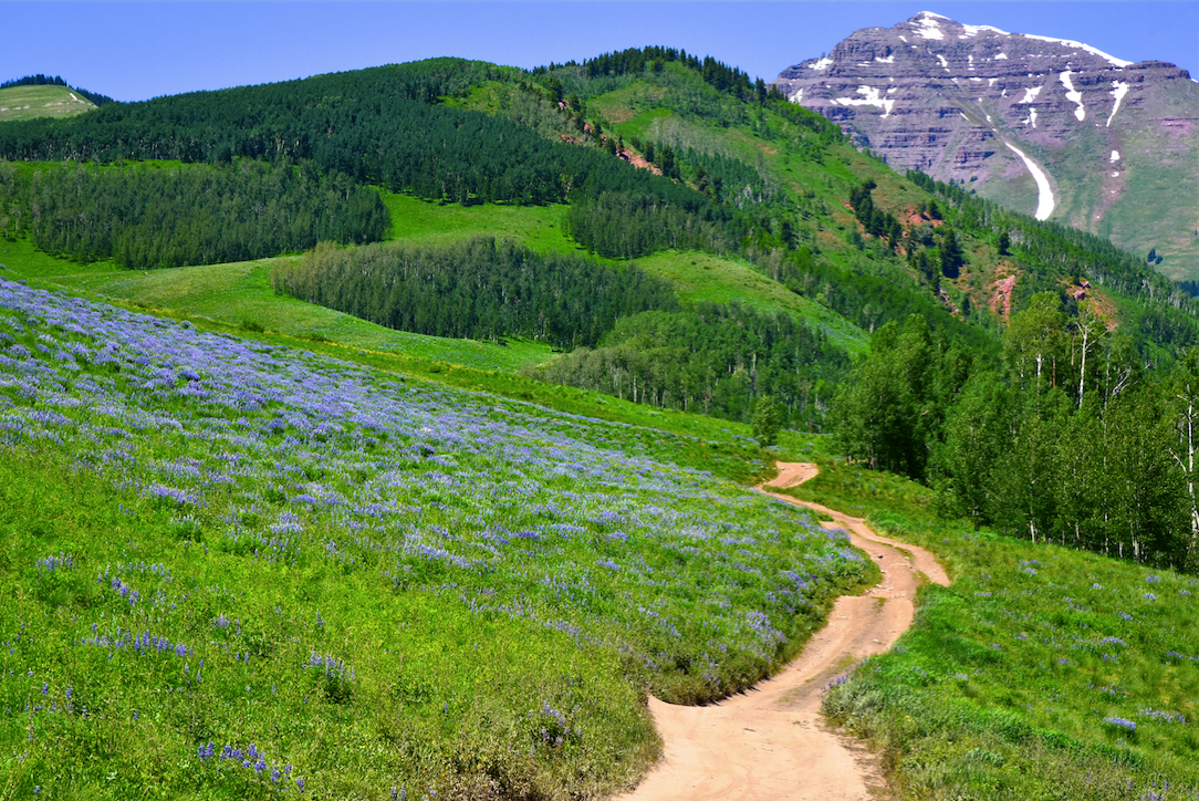 5 Breathtaking Places to View Wildflowers This Spring - Men's Journal