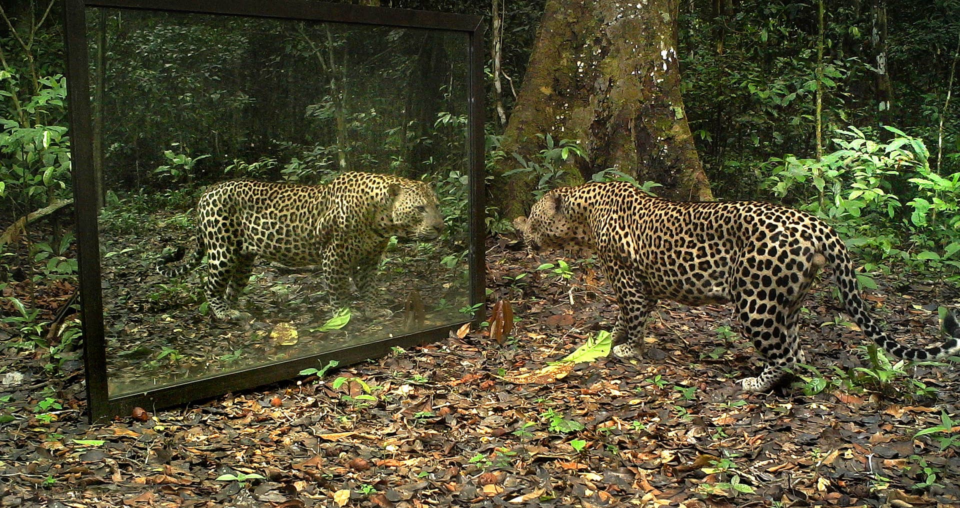 Wild animals react to seeing own reflections in a mirror - Men's Journal