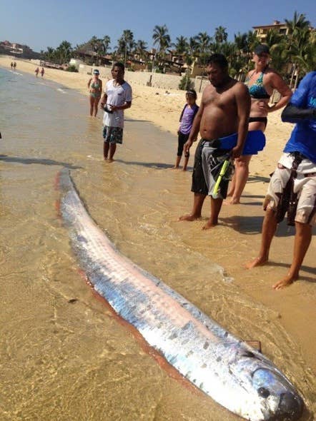 ROV captures first-ever footage of oarfish in the wild - Men's Journal