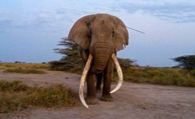 African elephant
