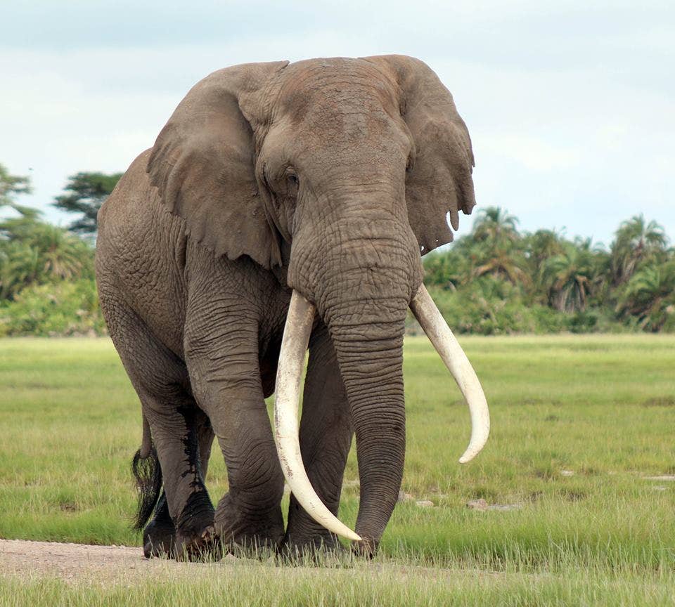 African elephant
