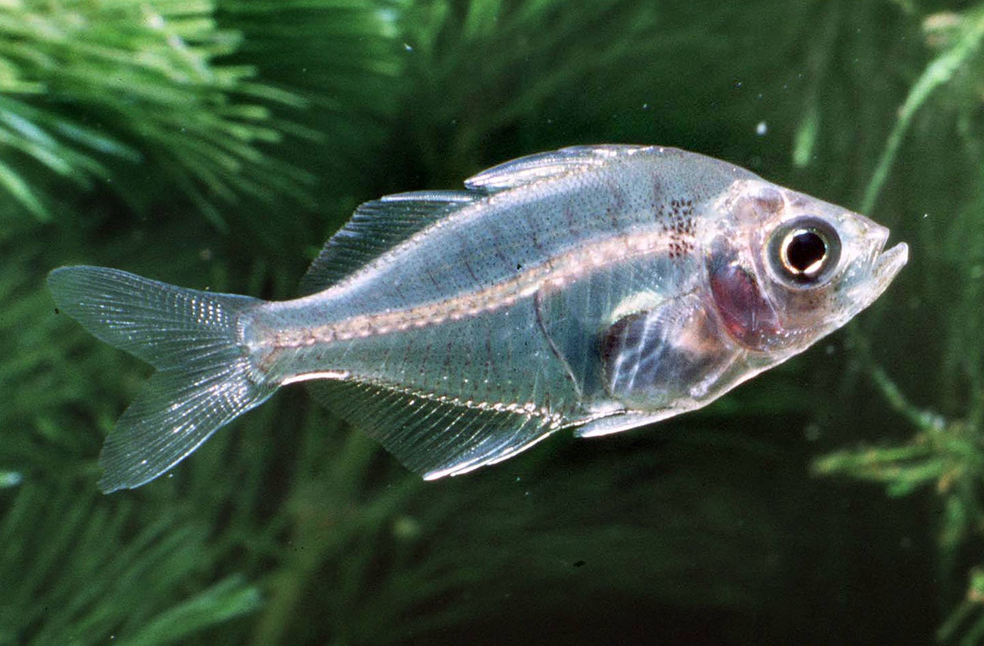 7 transparent animals found in nature - Men's Journal