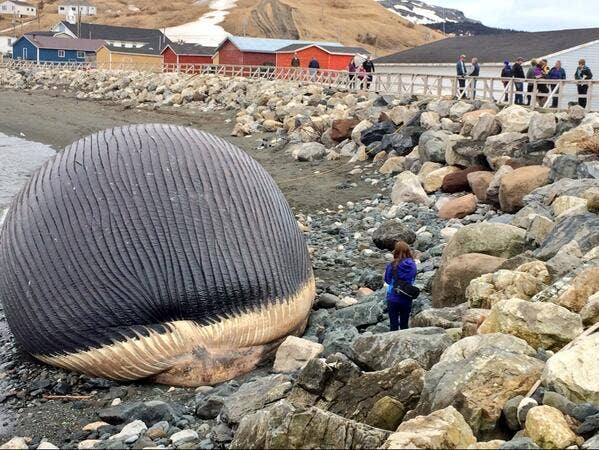 Sand Expoding Fear of exploding whale grips Newfoundland town - Men's Journal