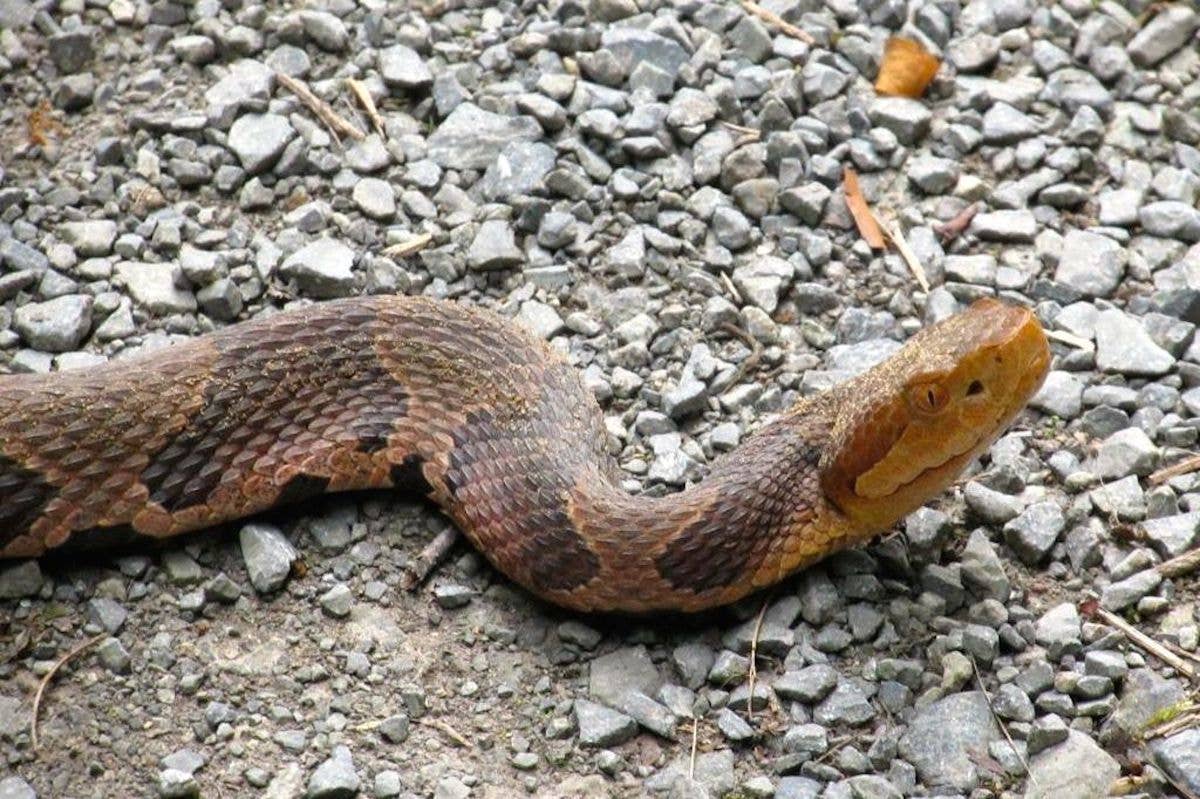 Woman bitten three times by venomous snake in Virginia steakhouse - Men ...