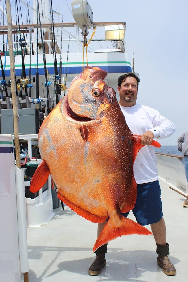 Ophas Fish 5 tasty fish, but how well do you know them? - Men's Journal
