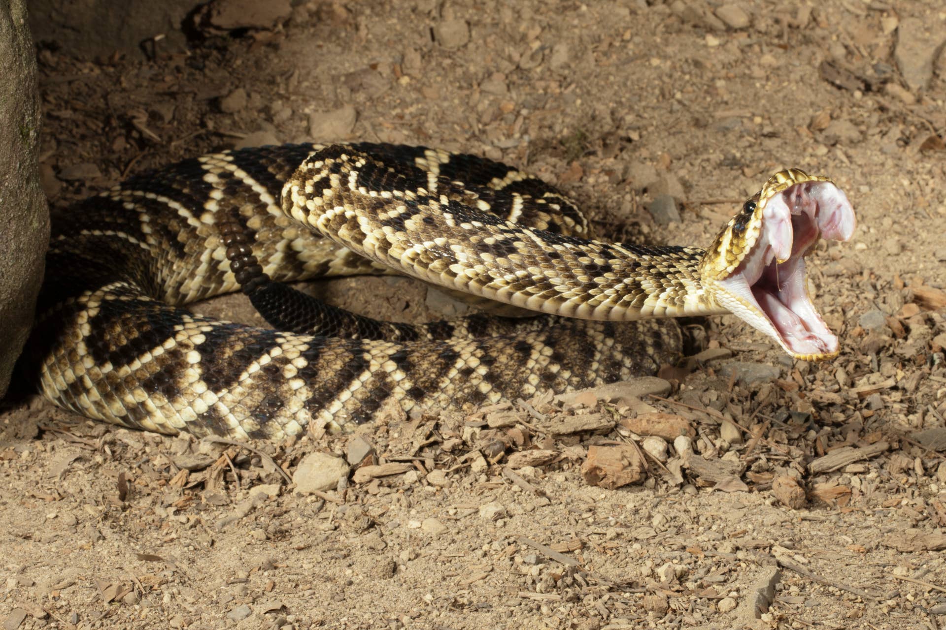 Wild Video Shows Hundreds of Rattlesnakes Emerge from 'Mega Den' - Men ...