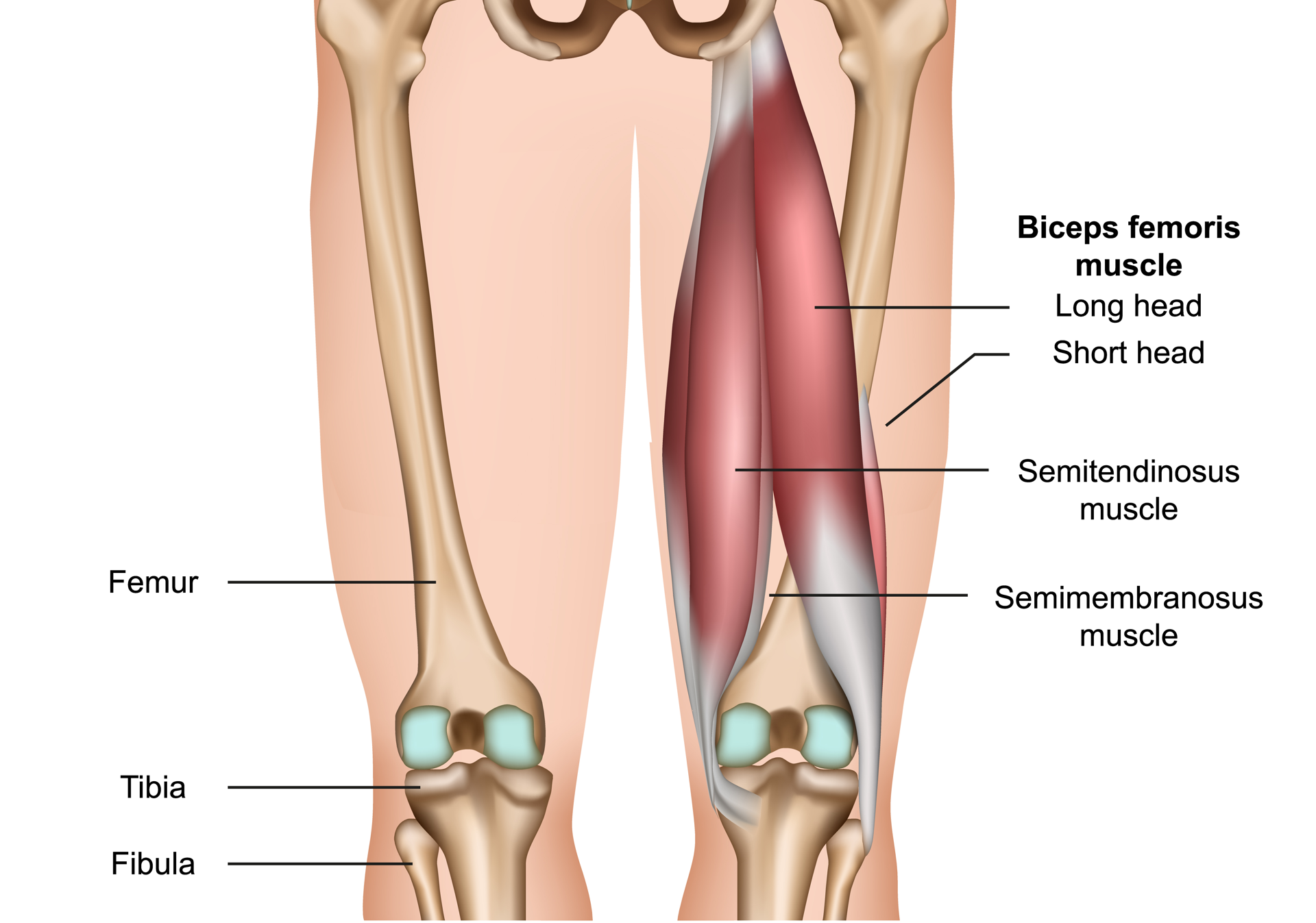 20 Best Hamstring Exercises of All Time for Strong Legs - Men's Journal