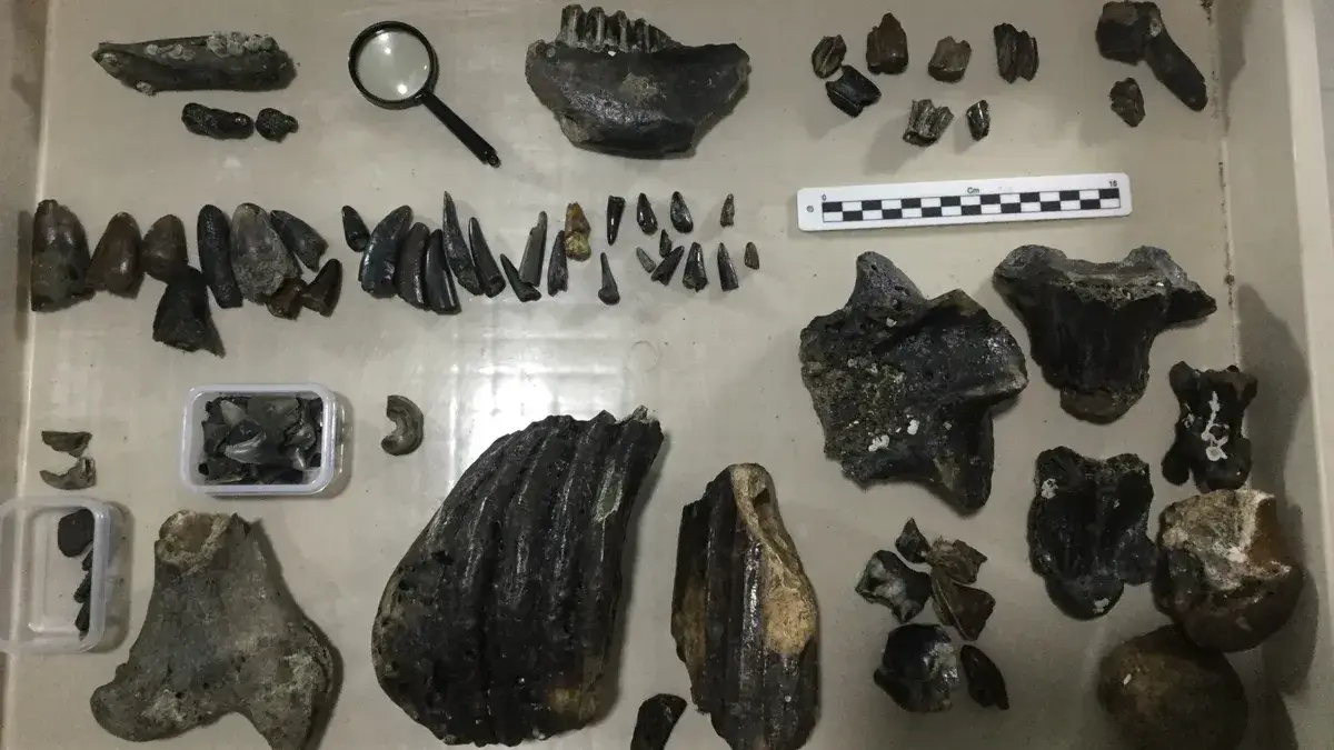 Archaeologists Find 140,000-Year-Old Bones Belonging to Ancient Humans ...
