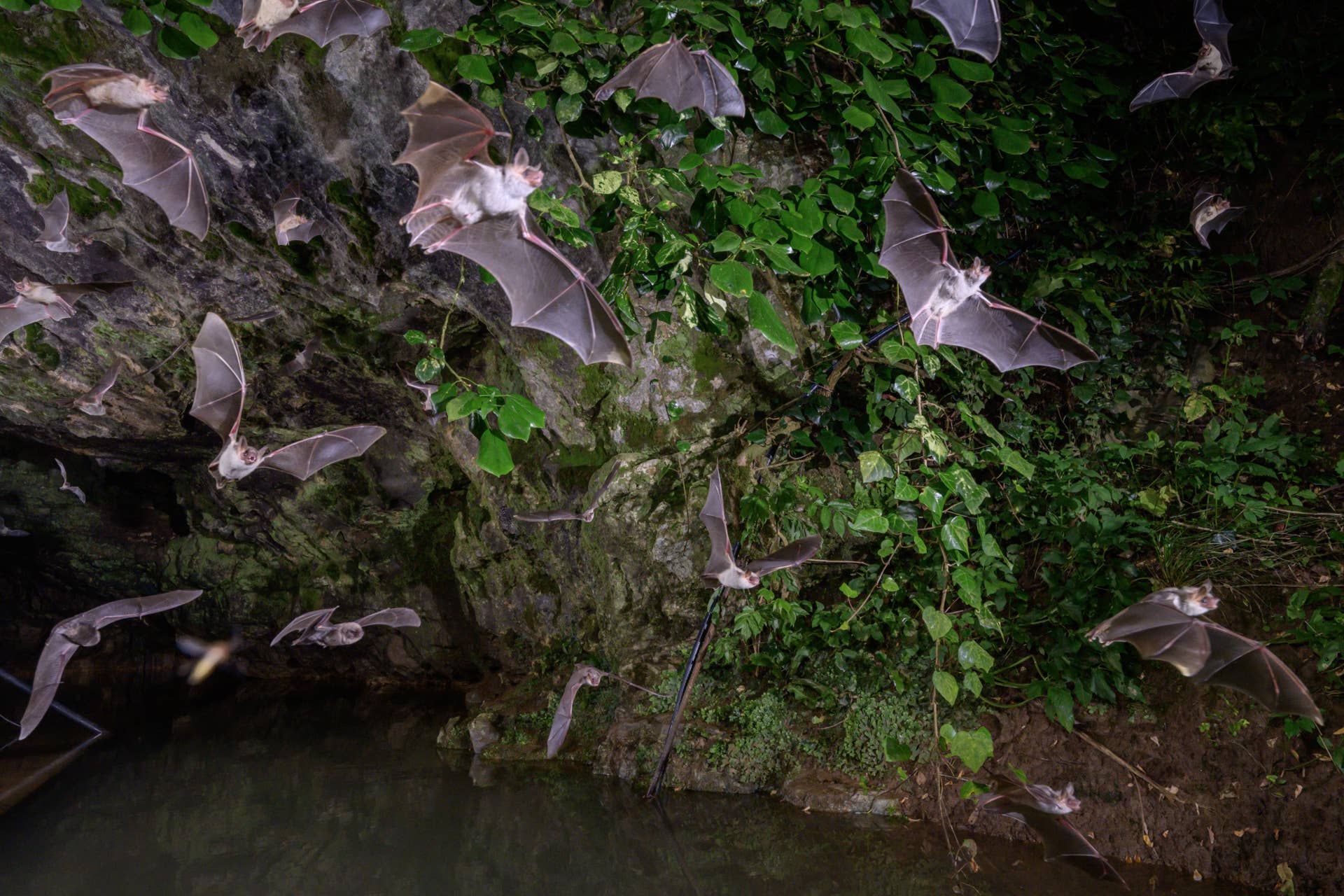 Bat Math Larva Family Vacation Turns Into Nightmare From Fungal Disease - Men's Journal