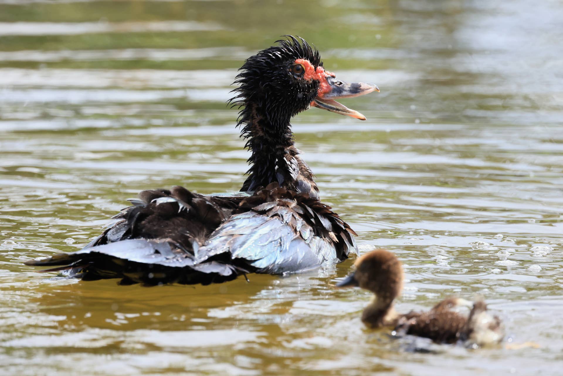 Aggressive Duck Terrorizing Elderly Neighborhood in Florida - Men's Journal