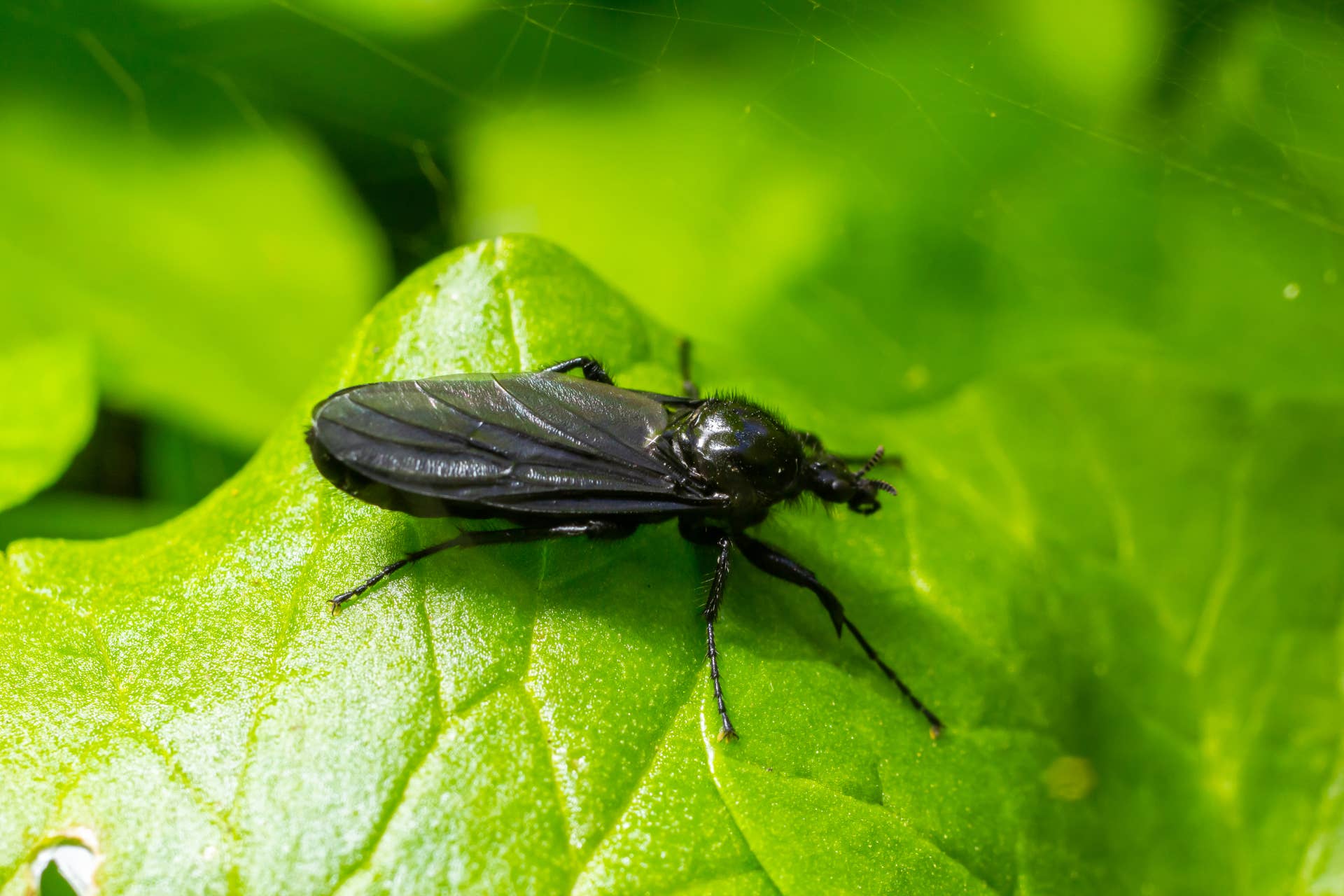 This Tourist Hub Is Being Terrorized by Swarms of Insects - Men's Journal