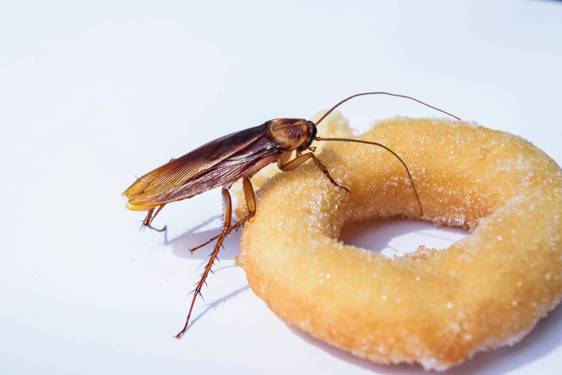 'Dozens' of Cockroaches Spotted at Popular Local Bakery - Men's Journal