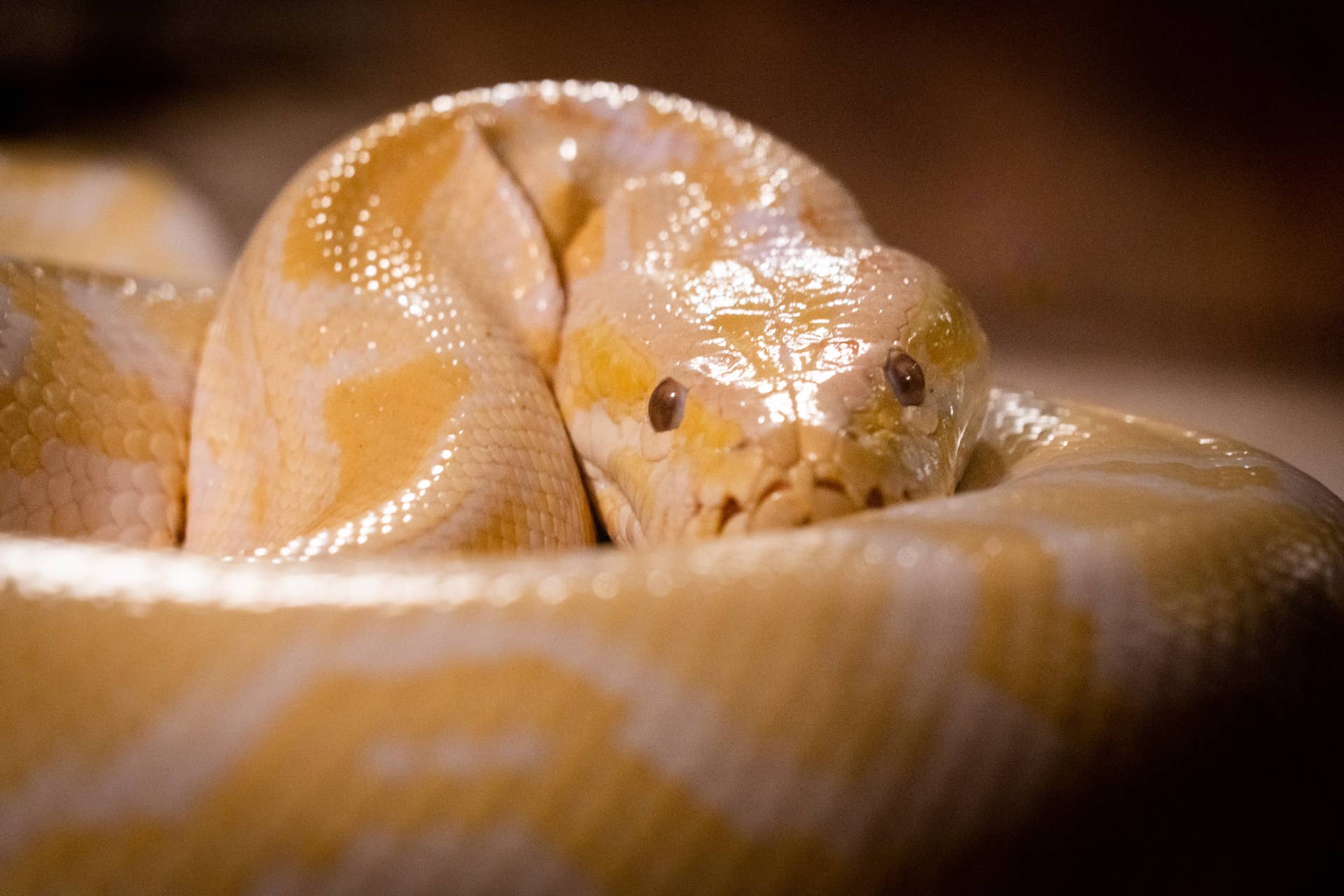 How Florida Is Using Robots to Tackle Invasive Snakes - Men's Journal