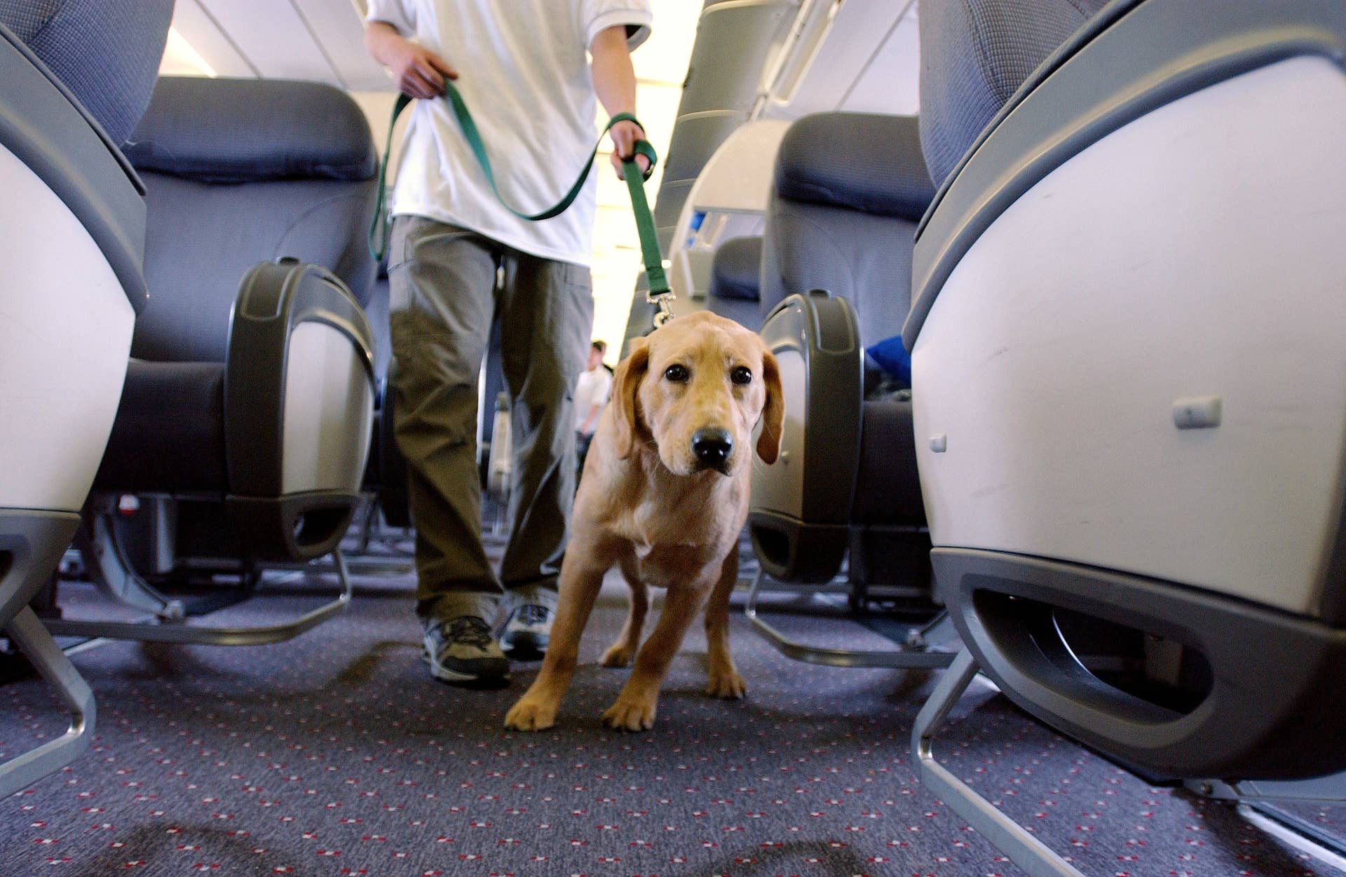 Flying With Pets? International Rules Could Be About to Change - Men's ...