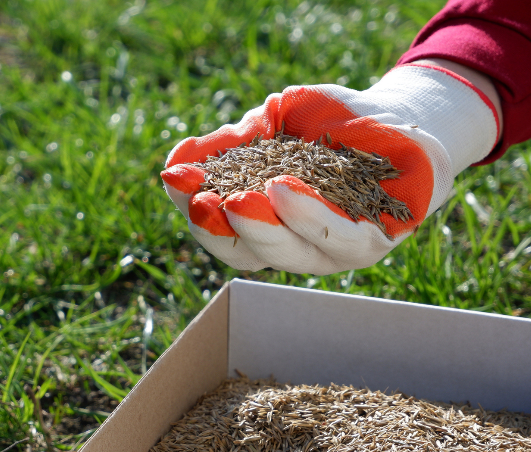 Planting Grass Seed in Fall: How to Plant Grass Seed - Men's Journal