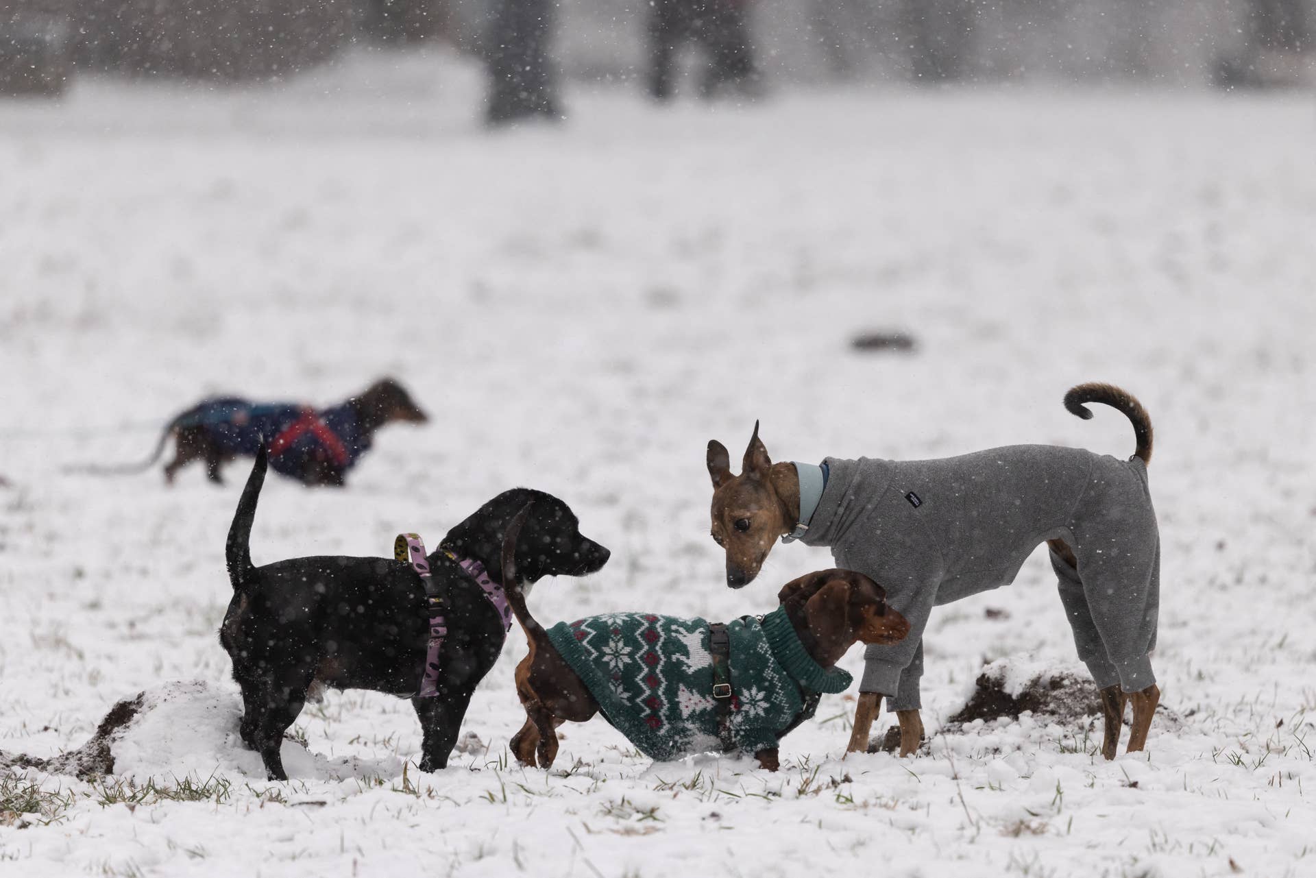 Pet Owners Urged to Follow 9 Key Tips as Rare December Cold Front ...