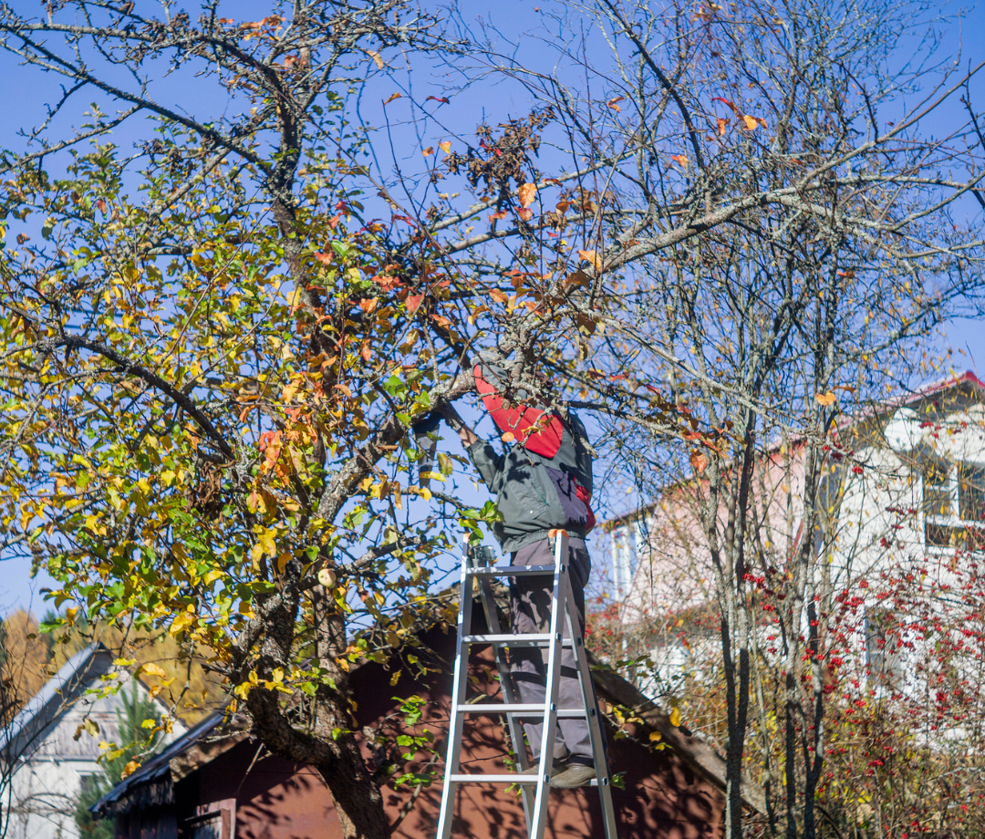 How to Prune a Tree: Step-by-Step Guide From an Arborist - Men's Journal