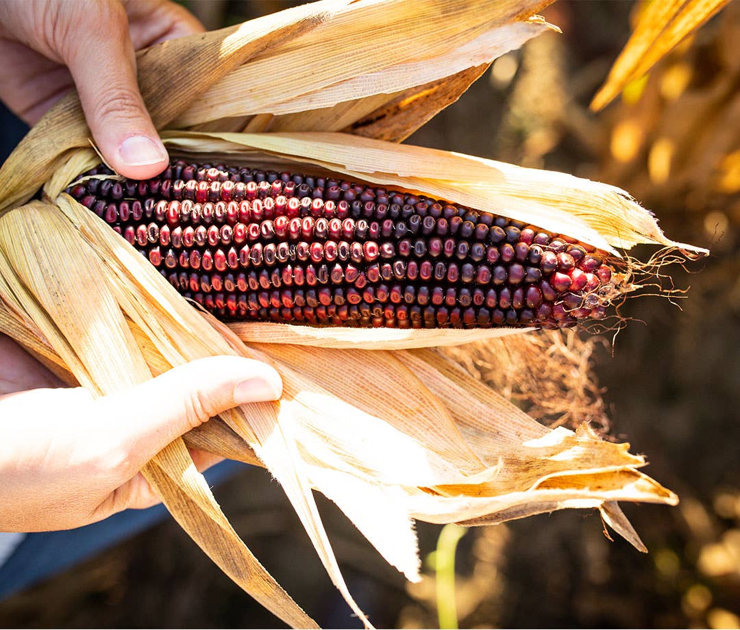 Reagan Corn Jimmy Red Corn: The Heirloom Grain Reviving American Bourbon - Men's ...