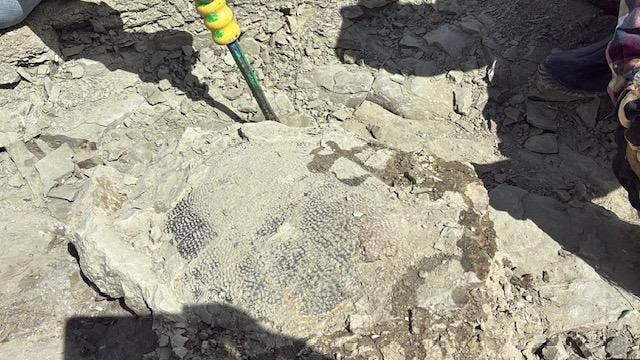 11-Year-Old Rock Hunter Makes 48-Million-Year-Old Discovery - Men's Journal