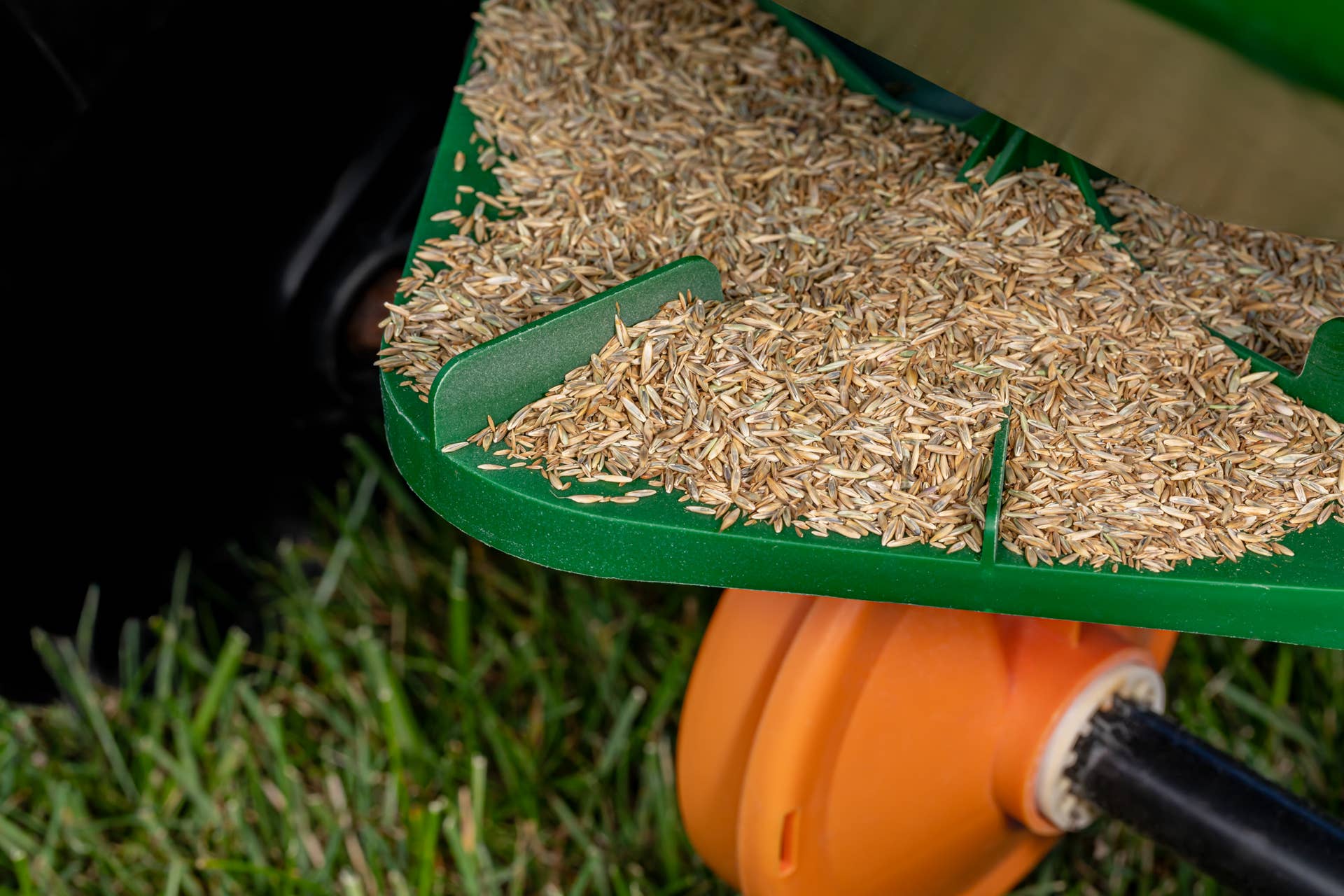 Never Plant This Grass Seed Type in the Spring - Men's Journal
