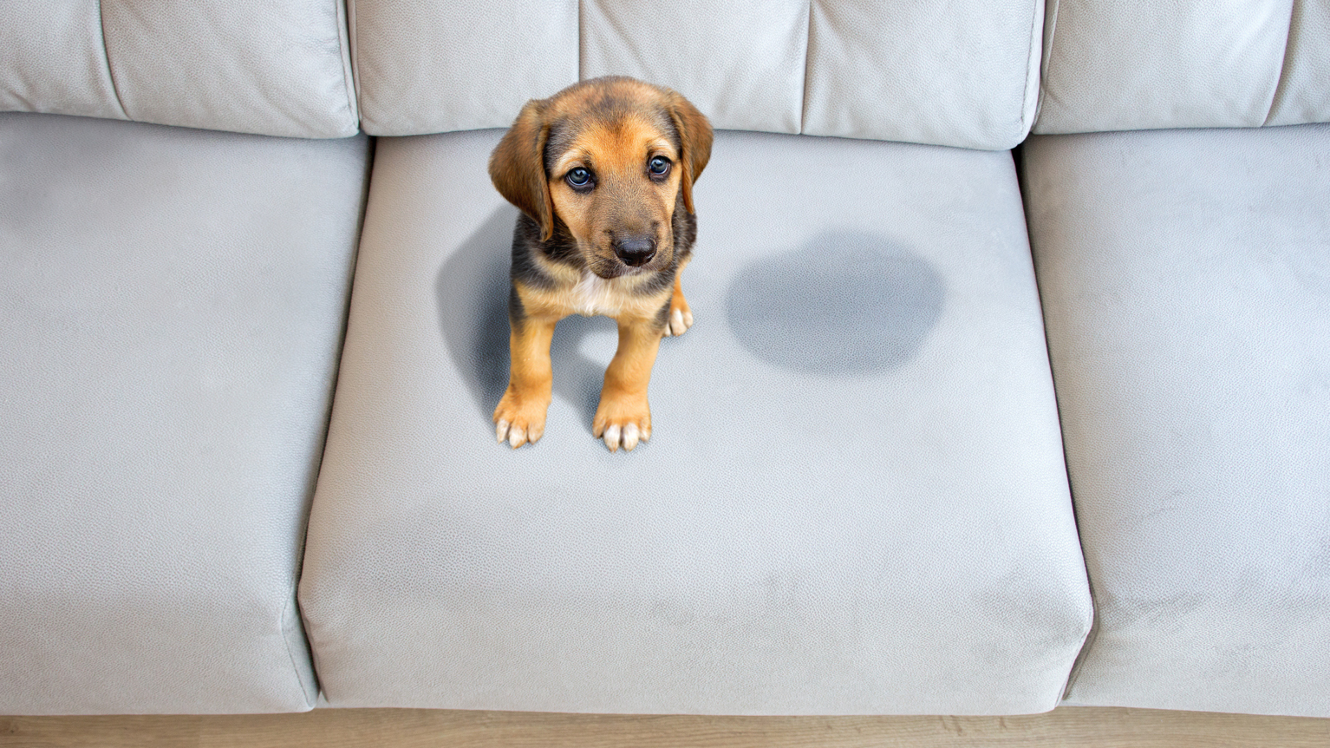 Dog Peeing On Couch