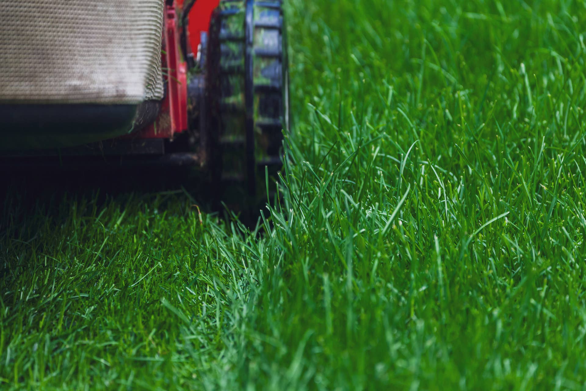 Mowing Too Early Can Destroy Your Lawn—Experts Warn - Men's Journal