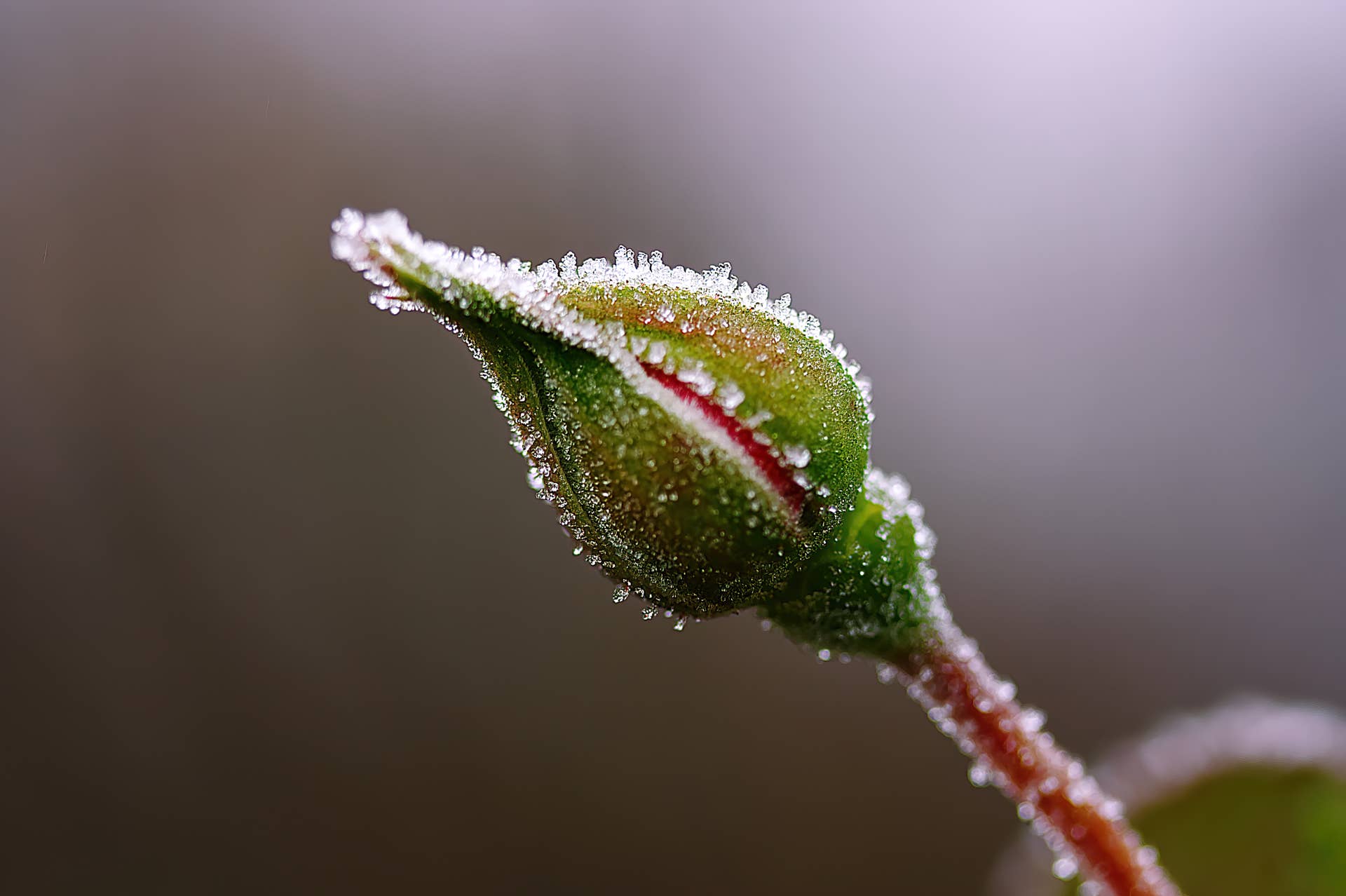 Late Spring Cold Here's What a Late Spring Freeze Does to Your Lawn - Men's Journal