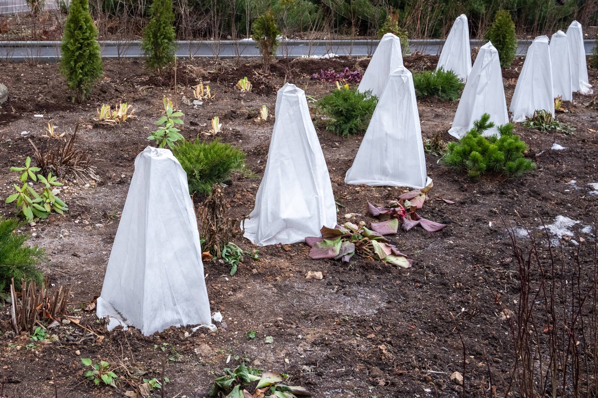 Freeze Forecast for the South—How to Wrap Plants the Right Way. - Men's ...