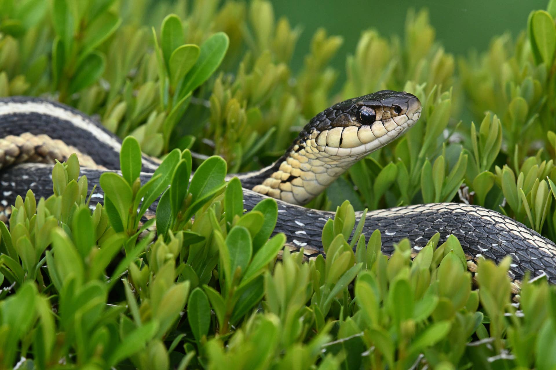 Snakes Are Coming BackHere's How to Keep Them Out - Men's Journal
