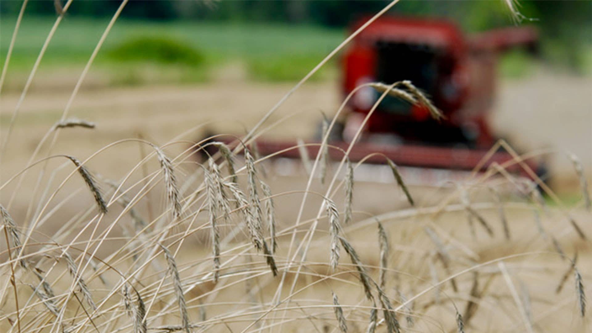 Have We Been Wrong About Rye Whiskey’s Flavor All Along? - Men's Journal
