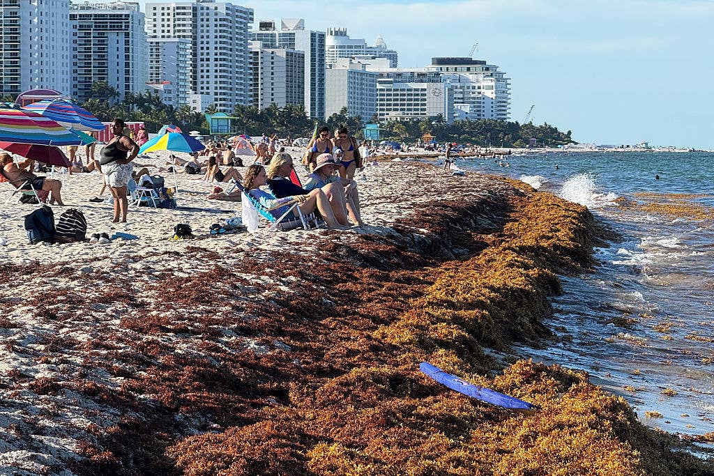 Florida's Beaches Have a Major Problem Just in Time for Spring Break ...