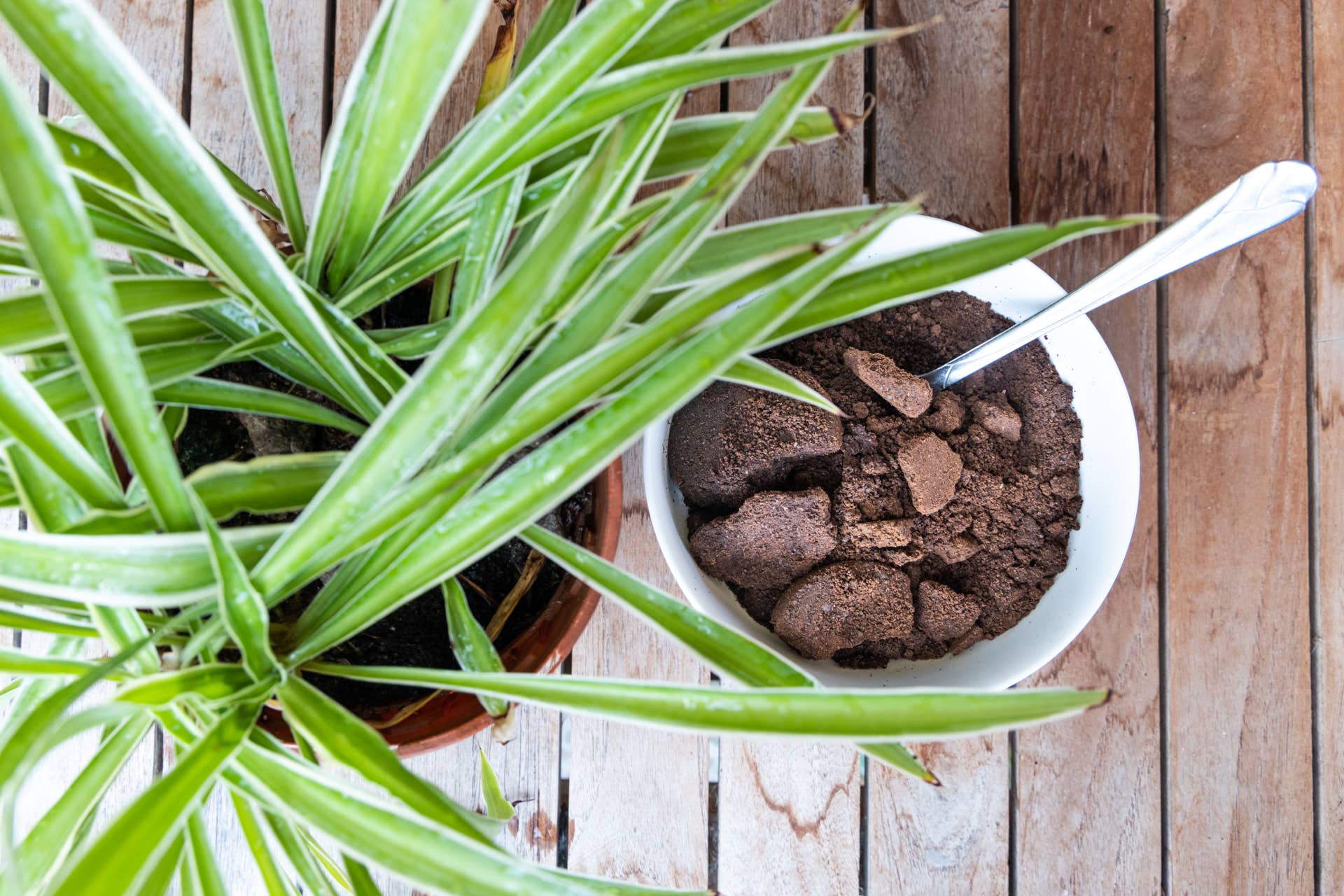 This Kitchen Leftover Can Supercharge Your Garden - Men's Journal