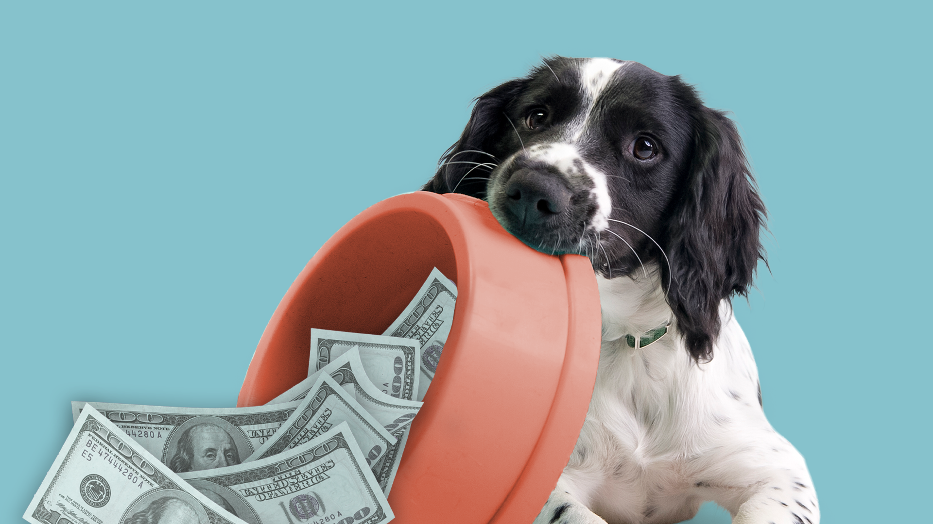 Blue Buffalo Just Dropped a $1,000 Dog Tax Credit—and Pet Parents Are ...