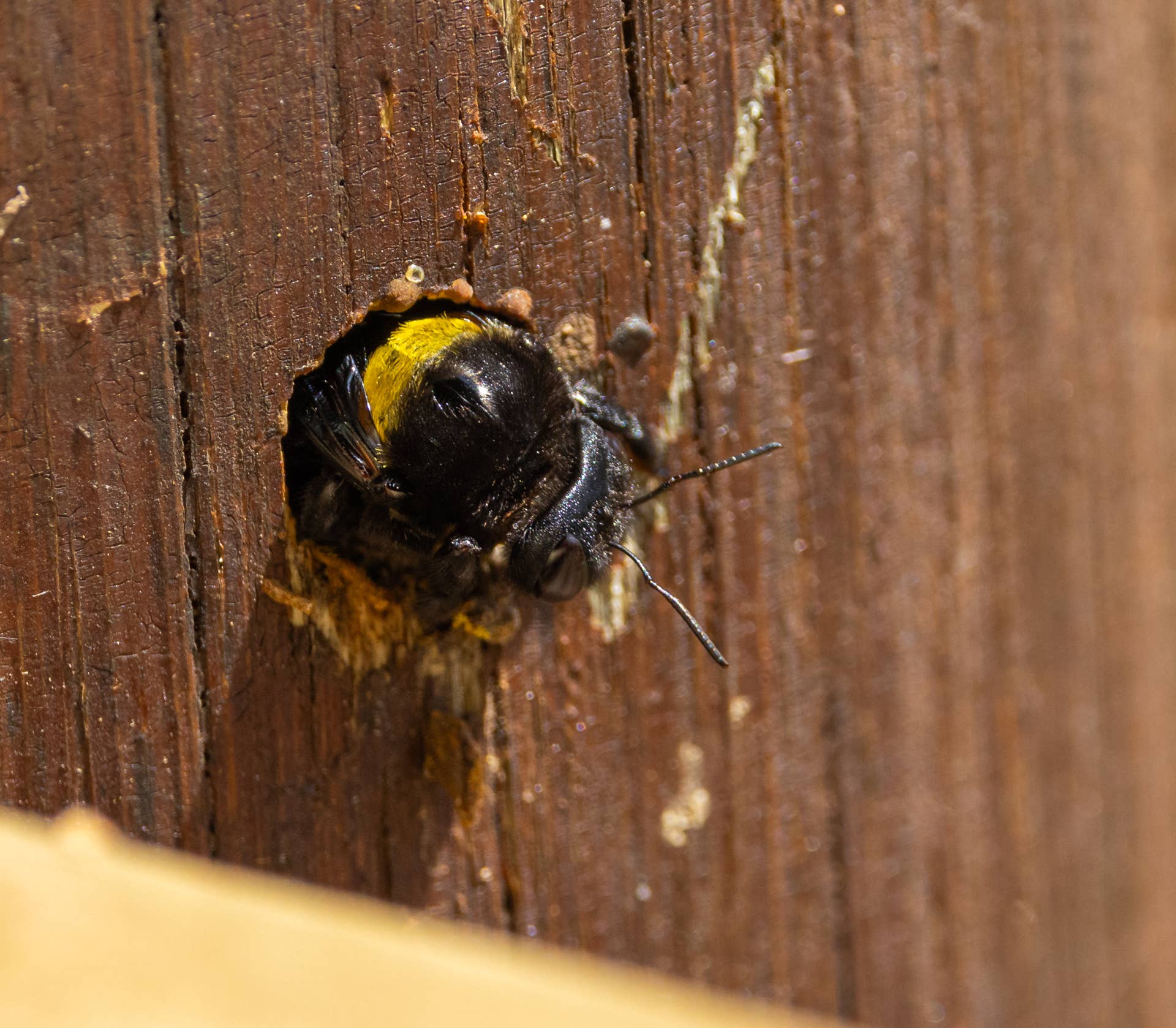 Stop Carpenter Bees Before They Drill—This Easy Trick Works - Men's Journal