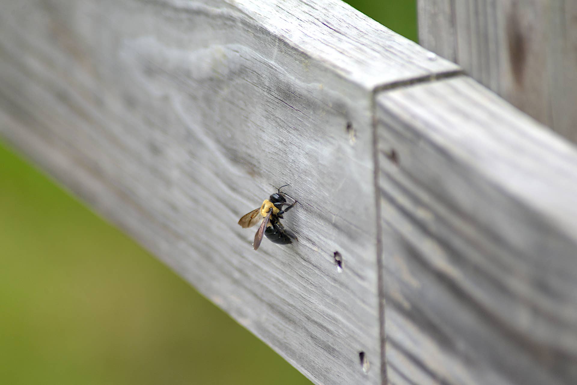 Stop Carpenter Bees Before They Drill—This Easy Trick Works - Men's Journal