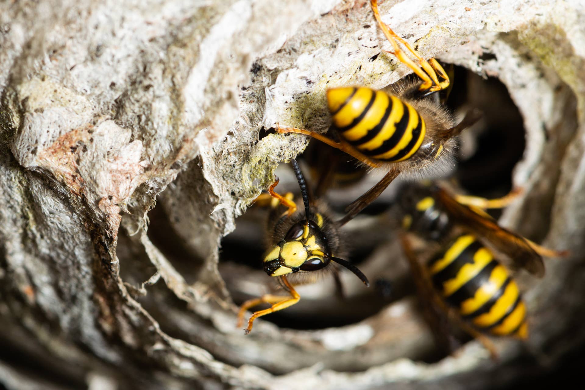 Wasps Are Back—How to Keep Them Off Your Porch for Good - Men's Journal