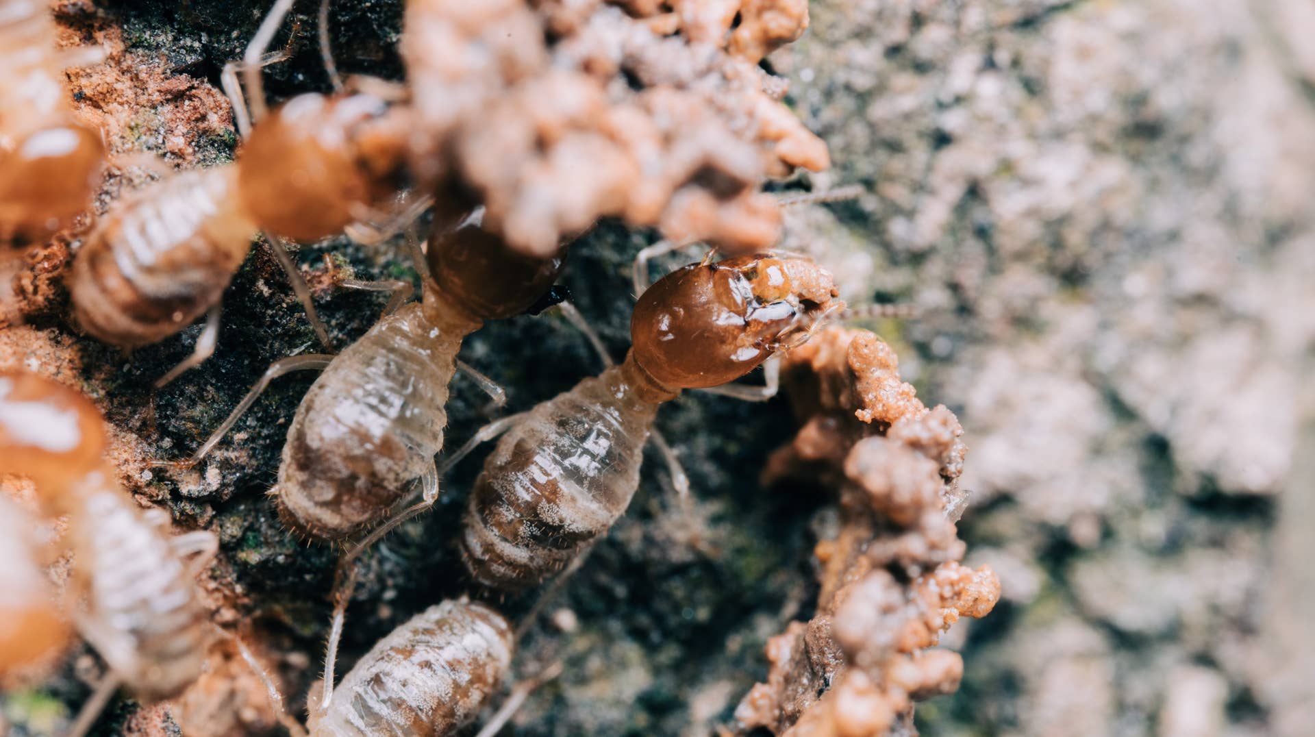 Spring Termite The Subtle Signs of Termites Most Homeowners Miss - Men's Journal
