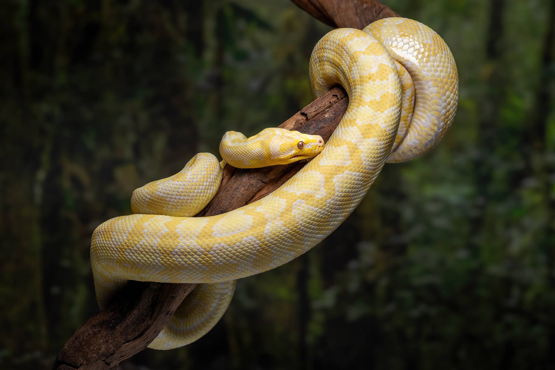 Tree Python Darwin Scientists Discover Ozempic Alternative for Weight Loss - Men's Journal