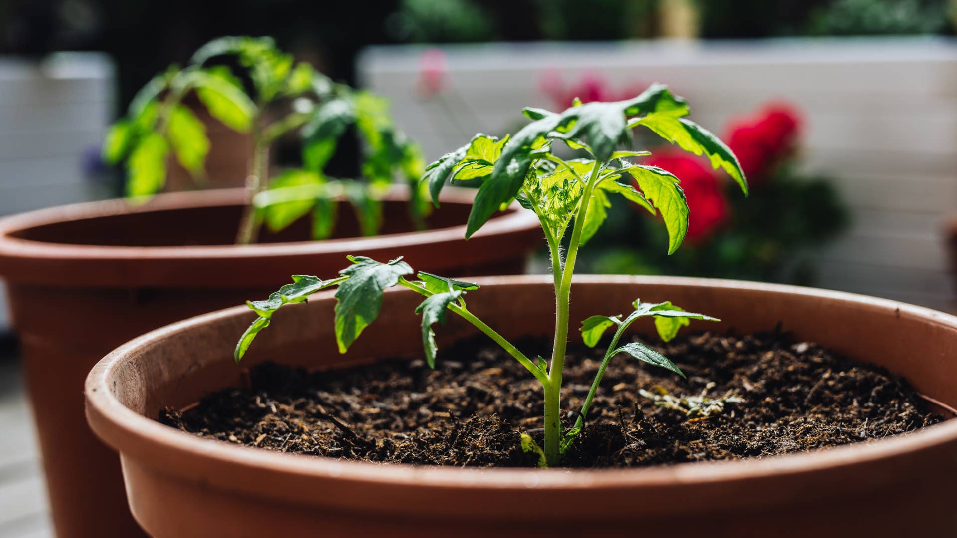 Best Vegetables for Container Gardening and Urban Gardens - Men's Journal