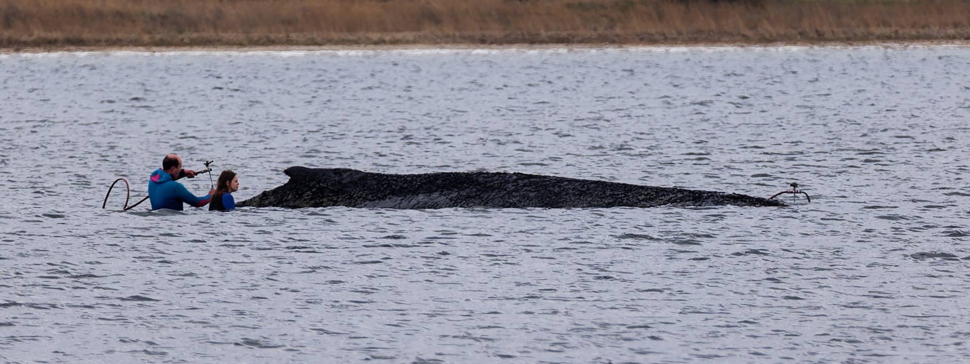 Millionaires Rescue Stranded Whale as Viral Effort Sparks Controversy ...