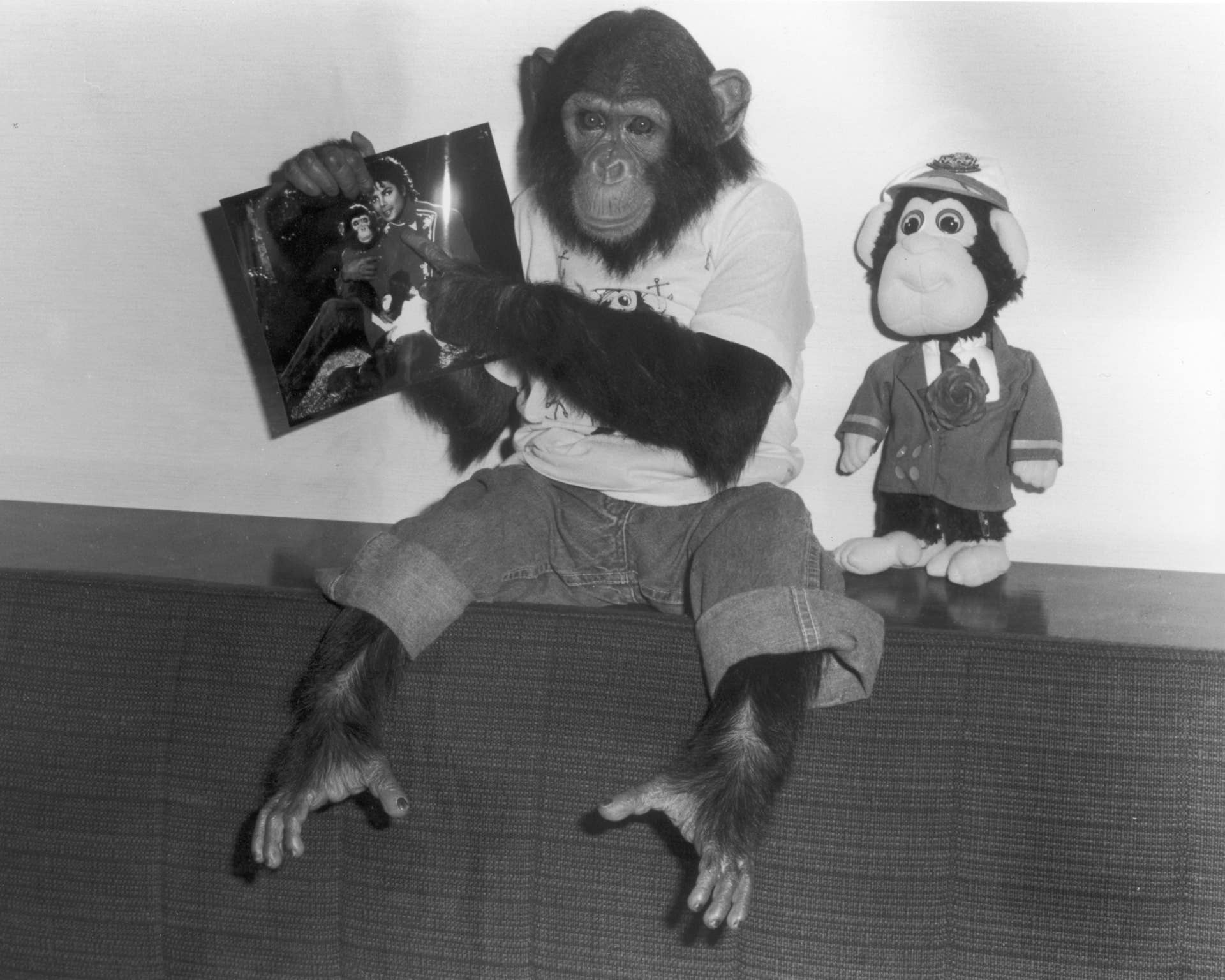 Michael Jackson's Chimp Bubbles Today: See What He Looks Like Now - Men ...