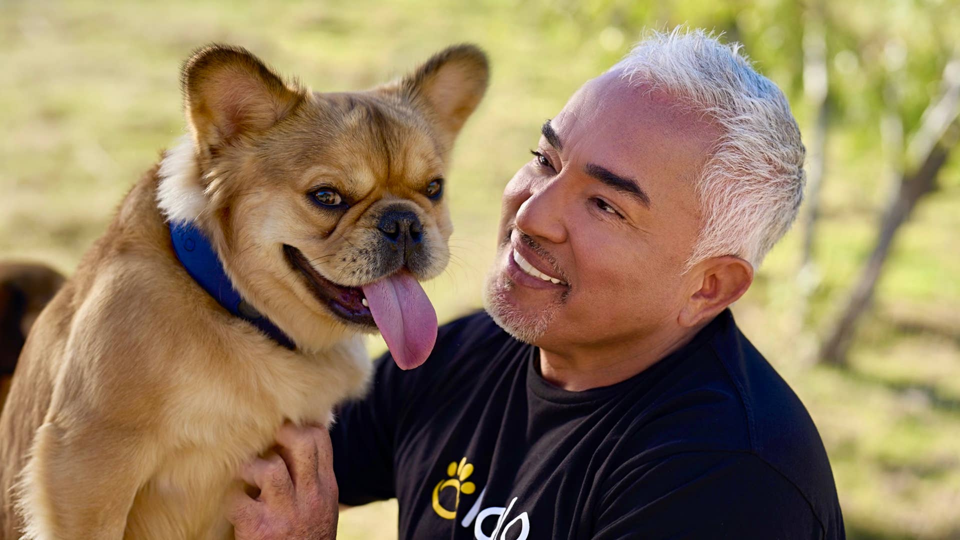 Cesar Millan Explains Halo Collar and Dog Owner Mistakes (Exclusive ...