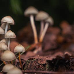 A Single Dose of Magic Mushroom Psychedelic May Trigger Lasting Brain Changes, Study Finds