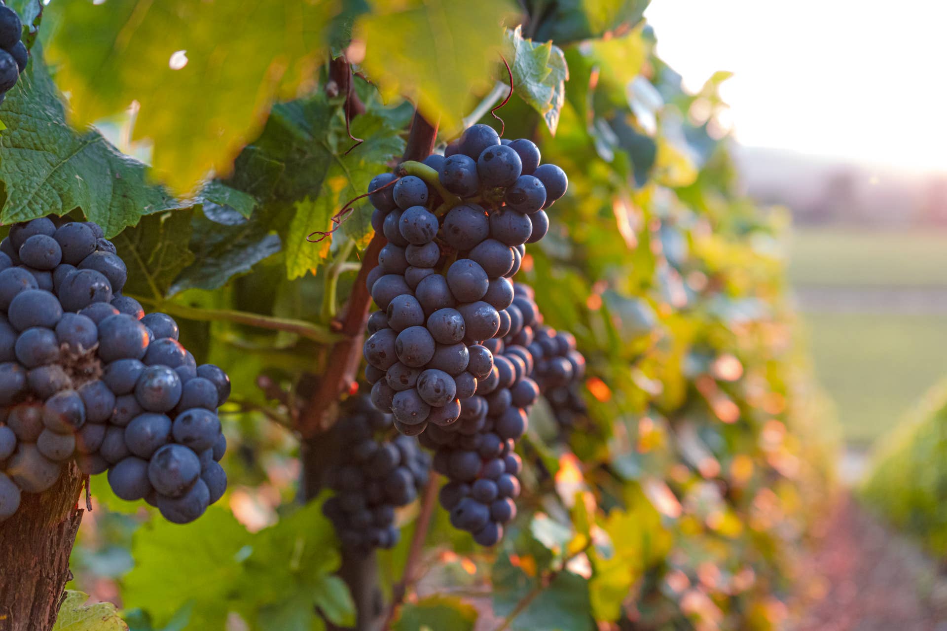 The $24,000 Pinot Noir at the Center of Virginias Wild Wine Heist