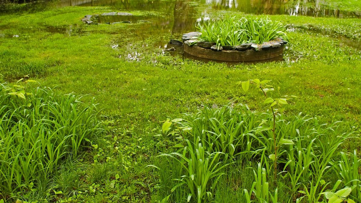 If Your Yard Has Puddles After Rain, It Could Affect Your Home’s Foundation. Here’s How To Level Your Yard Without Hiring a Pro