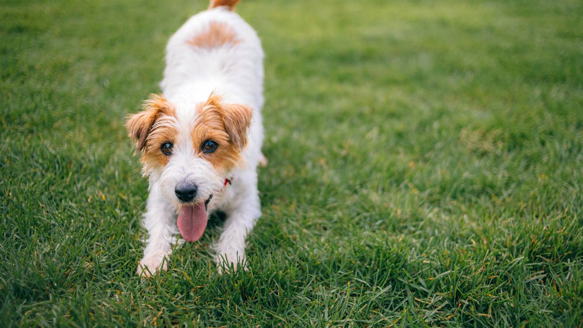 This Affordable Lawn Product Helps Repair Dead Spots From Dog Pee