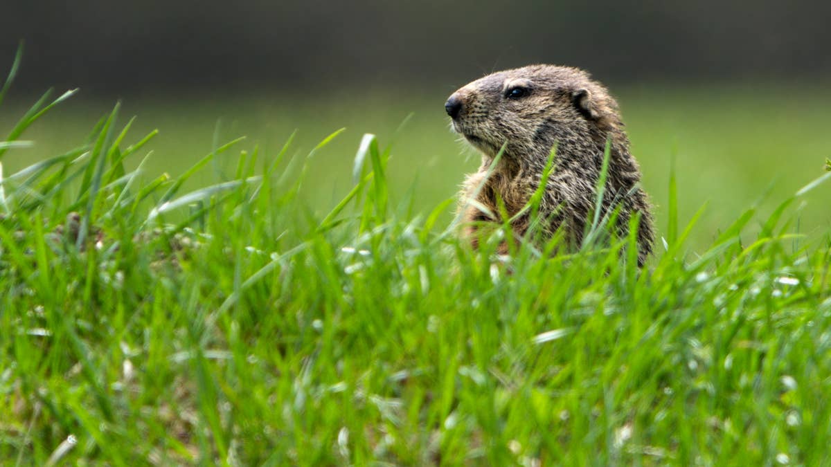 The Humane Way to Get Rid of Groundhogs Without Damaging Your Yard