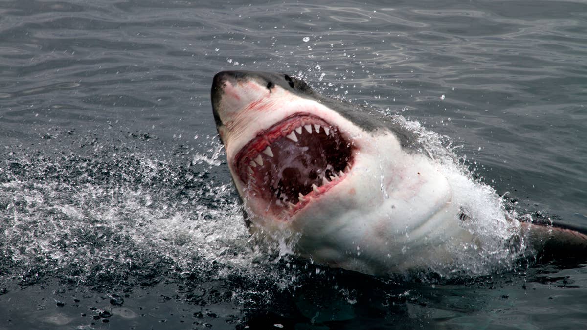 Move Over Jaws: An Ocean Thriller Debuts This Fall That May Be Even More Horrifying