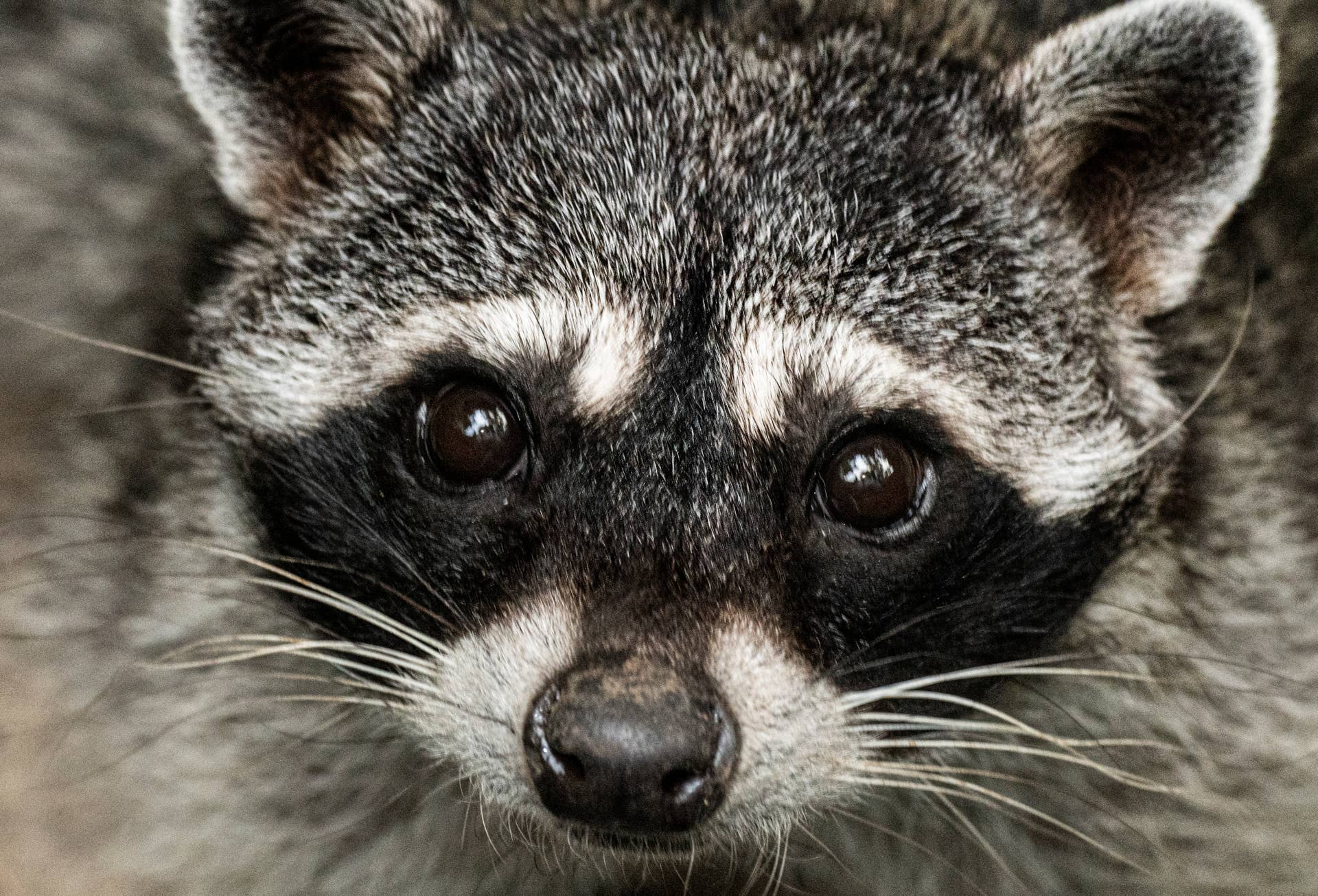 Small Racoon Viral Meet Jimothy: The Viral Raccoon on Social Media - Men's Journal
